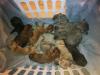 Molly Puppies x12 - 092311 AM